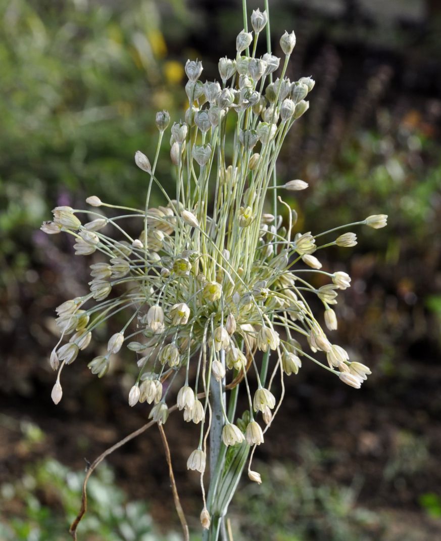 Image of genus Allium specimen.