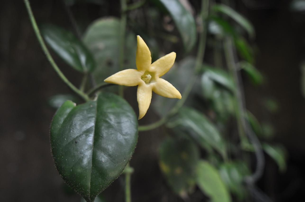 Изображение особи семейство Apocynaceae.