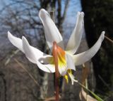 Erythronium caucasicum. Верхушка побега с цветком (вид со стороны цветоножки). Краснодарский край, Туапсинский р-н, гора Индюк, буково-каштановый лес на юго-западном склоне горы, выс. ≈ 800 м н.у.м. 01.04.2017.