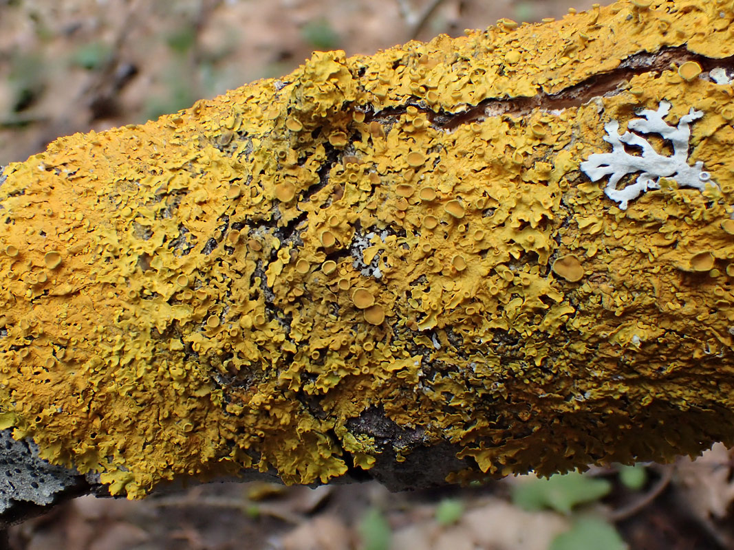 Изображение особи Xanthoria parietina.