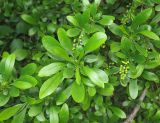 Berberis iberica