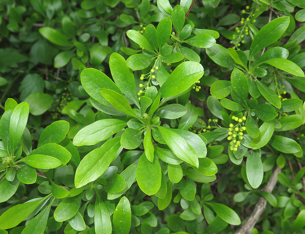 Изображение особи Berberis iberica.