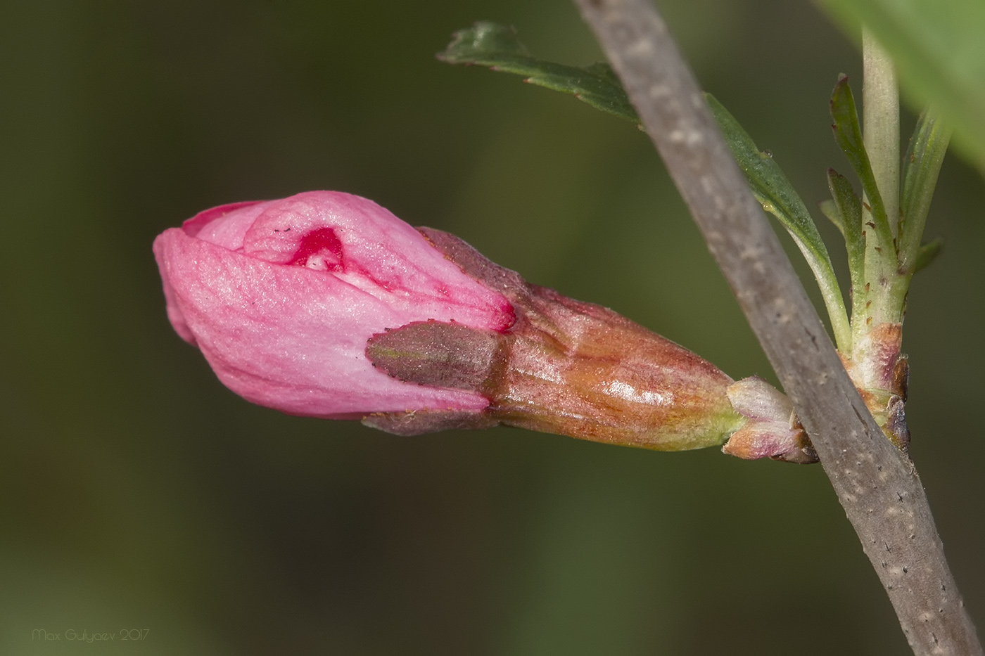 Изображение особи Amygdalus nana.