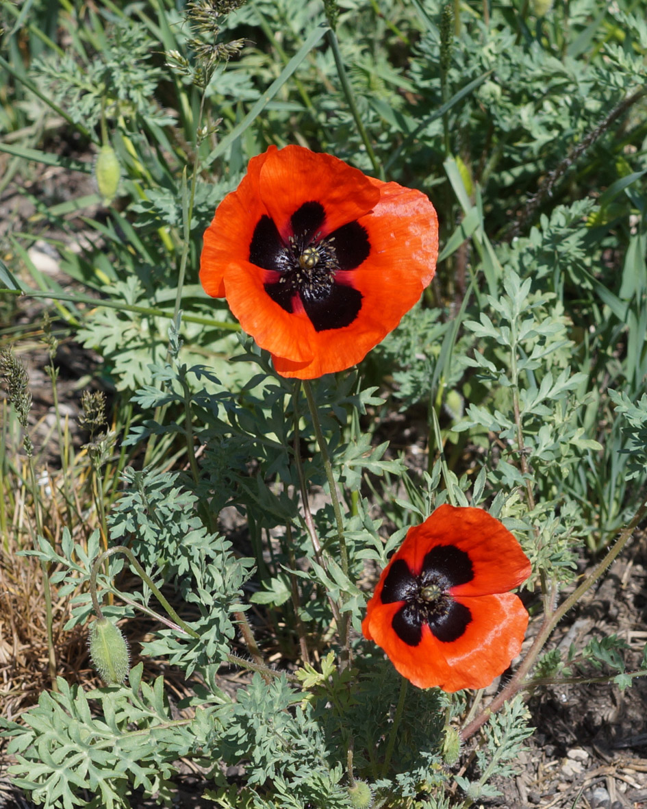 Изображение особи Papaver commutatum.