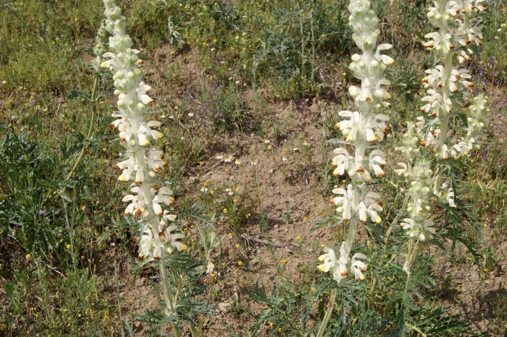 Image of Phlomoides laciniata specimen.