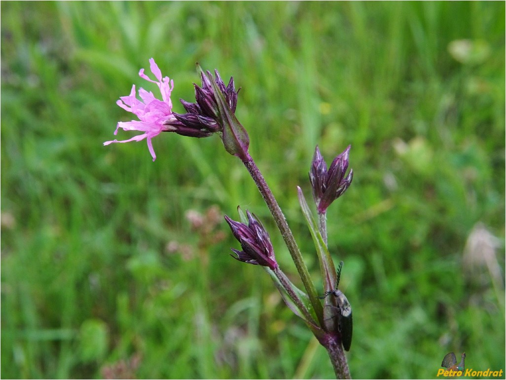 Изображение особи Coccyganthe flos-cuculi.