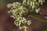 Sambucus racemosa