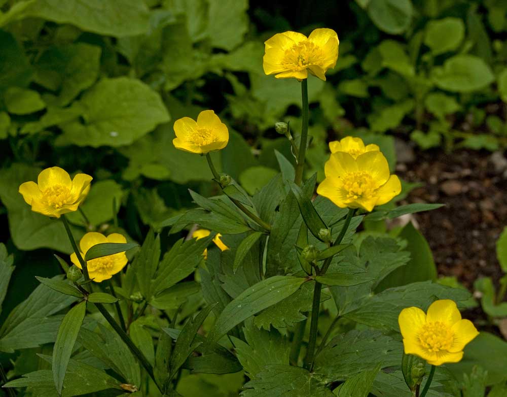 Image of Ranunculus repens specimen.