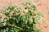 Crambe maritima. Цветущее растение на песчано-ракушечном пляже. Крым, Ленинский р-н, Опукский заповедник. 25.04.2017.