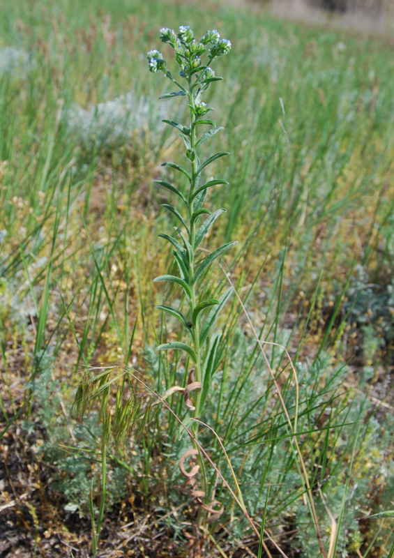 Image of genus Lappula specimen.