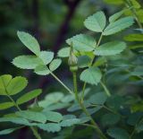 Rosa spinosissima. Бутон и листья. Пермский край, г. Пермь, Кировский р-н, подлесок в сосновом бору (парк). 10.06.2017.