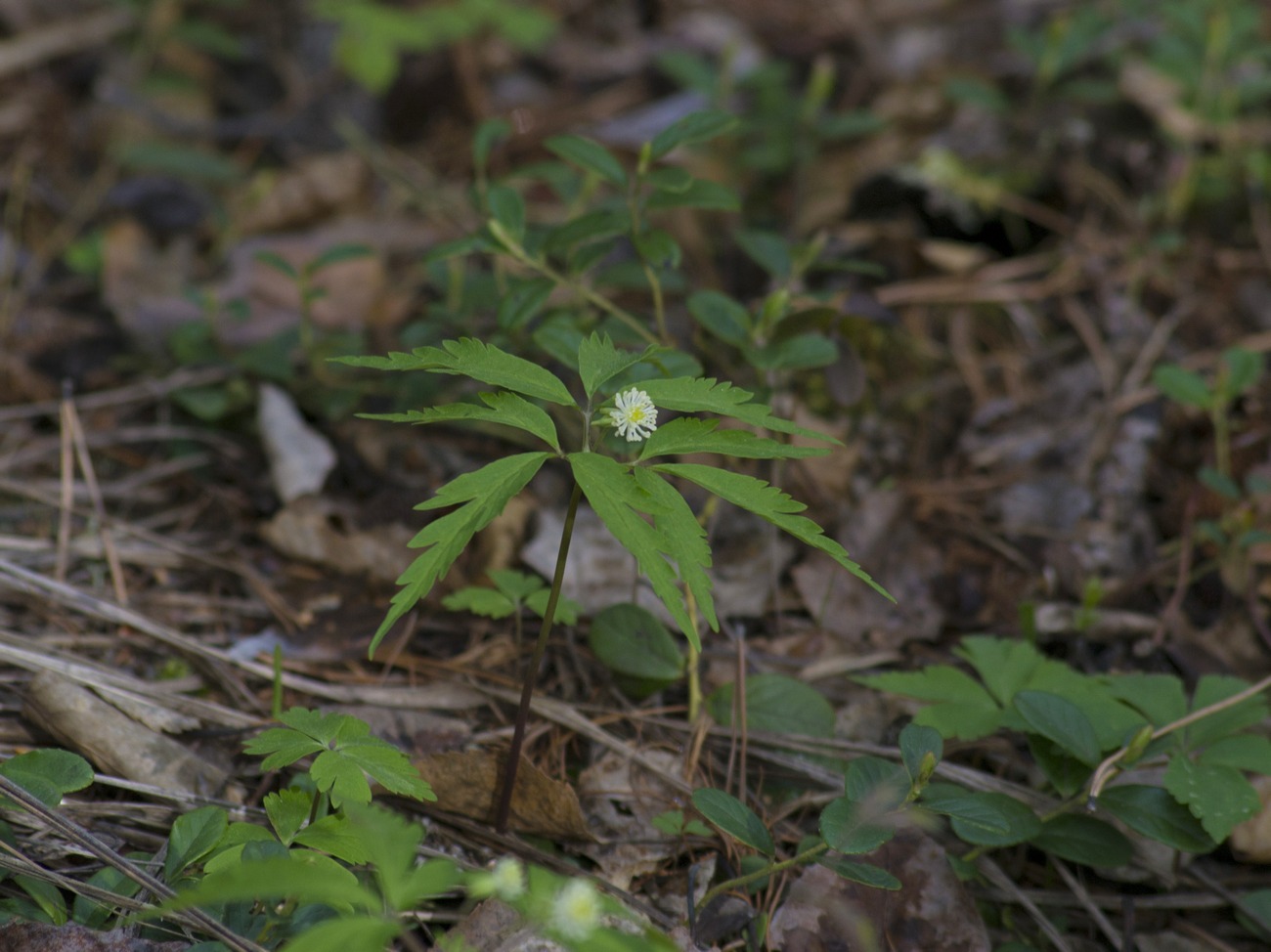 Изображение особи Anemone reflexa.