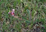 Oxytropis myriophylla