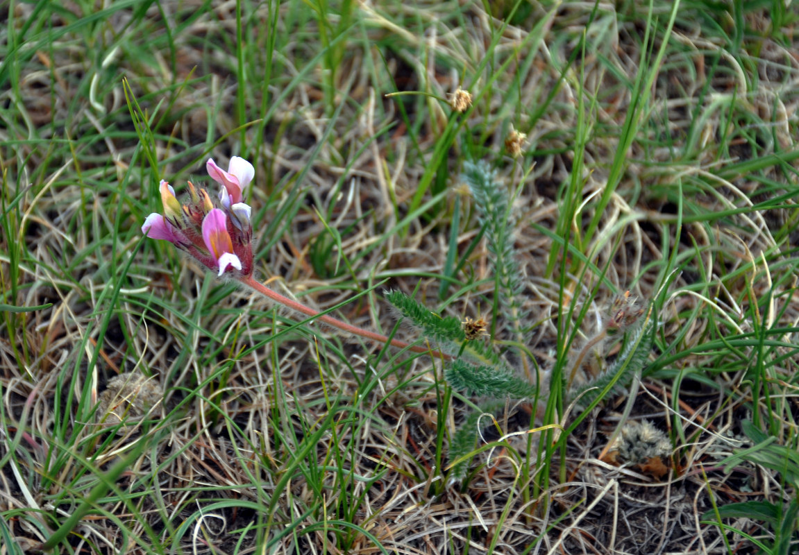 Изображение особи Oxytropis myriophylla.