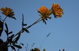 Anthyllis lachnophora. Верхушки побегов с соцветиями. Республика Адыгея, Майкопский р-н, ок. 2,5 км северо-восточнее ст. Даховская, хребет Скалистый (Уна-Коз), скала Чёртов Палец, на скалистом обнажении, выс. ок. 1000 м н.у.м. 02.07.2017.