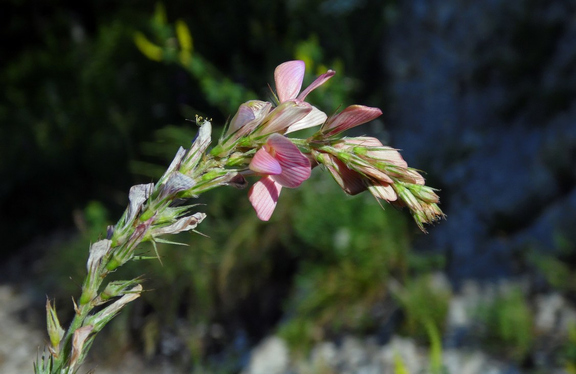 Изображение особи Onobrychis petraea.