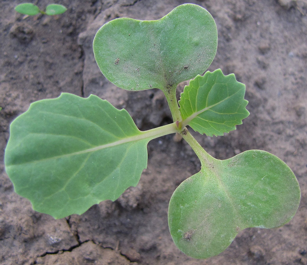 Изображение особи Brassica rapa ssp. pekinensis.