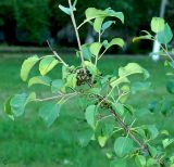 Rhamnus cathartica