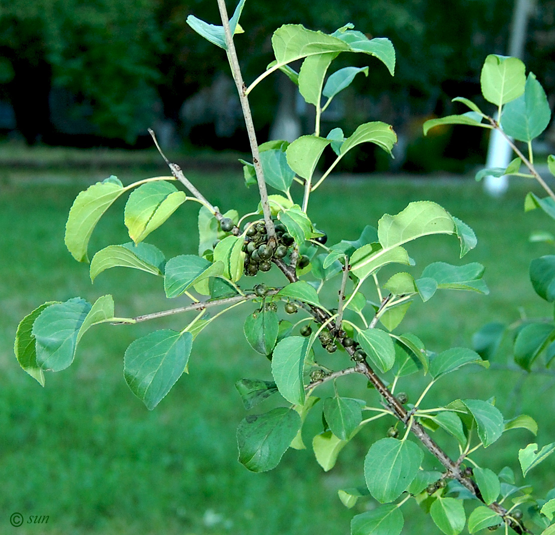 Image of Rhamnus cathartica specimen.