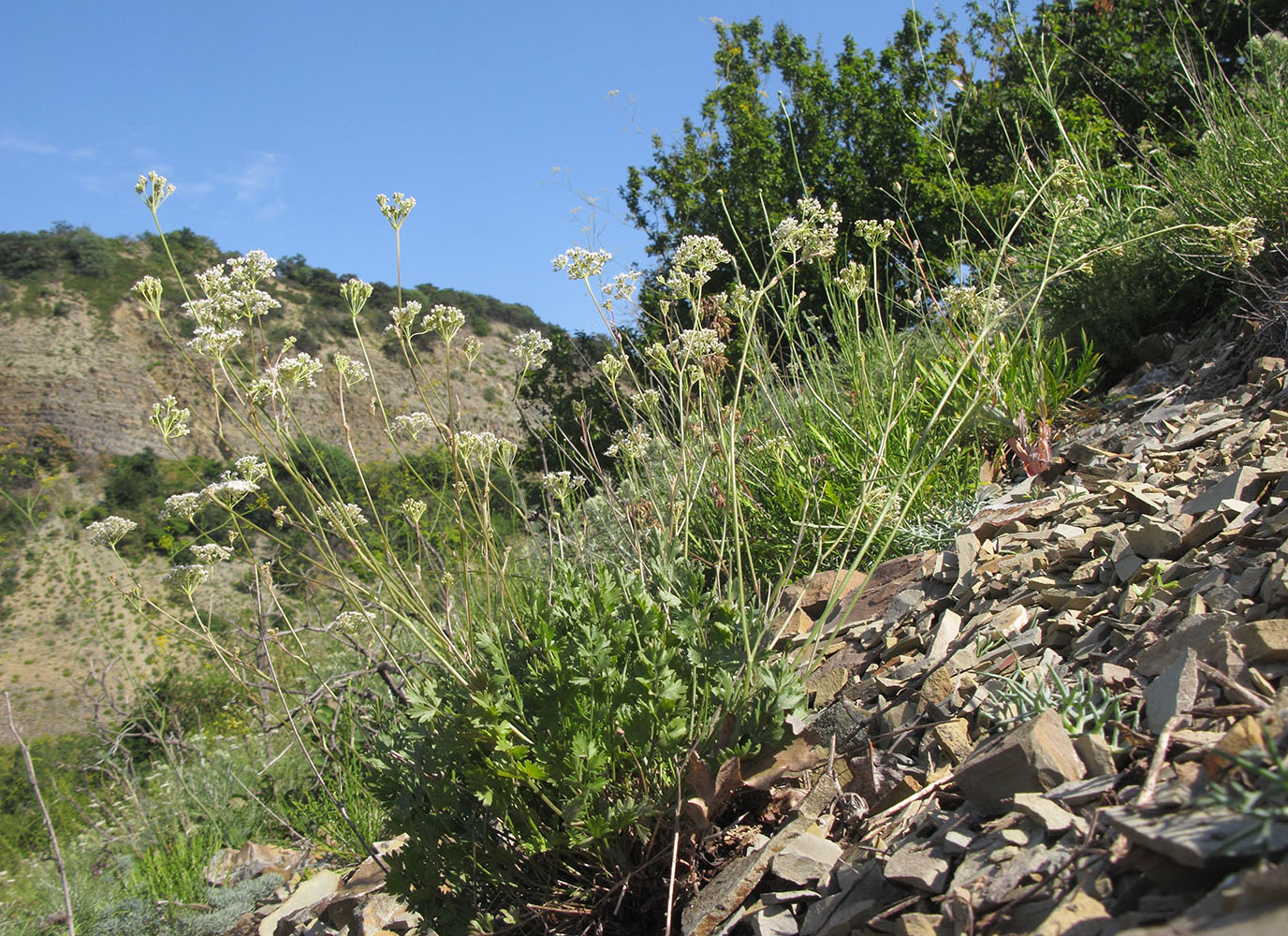 Image of Pimpinella tragium specimen.