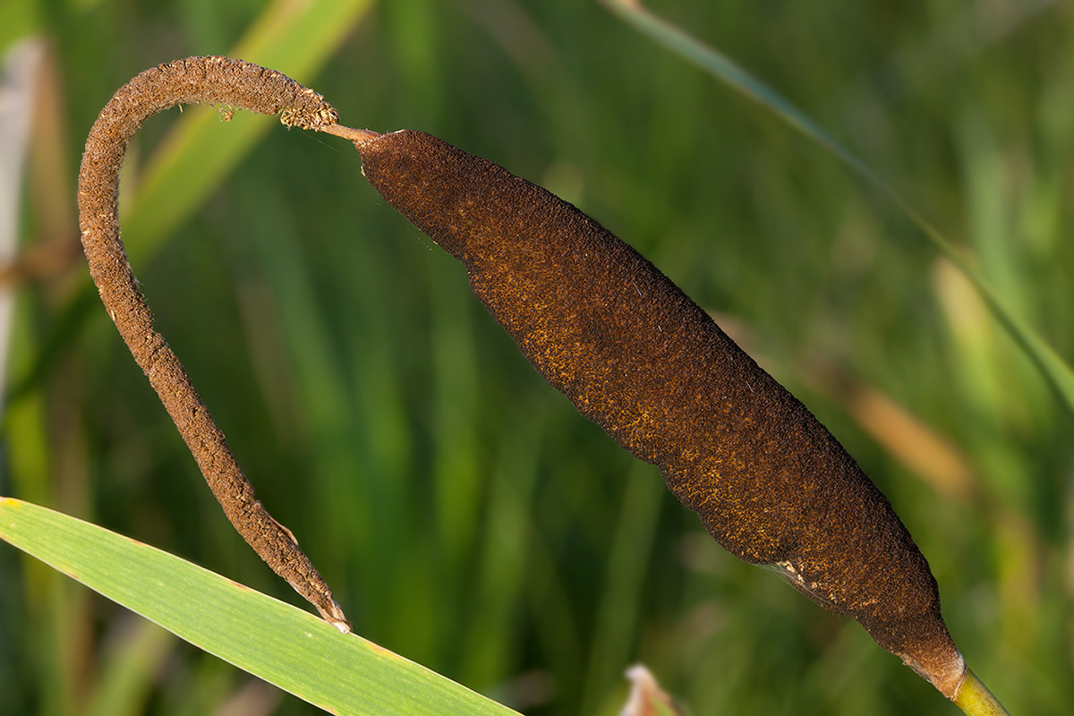 Image of Typha latifolia specimen.