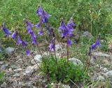 род Campanula