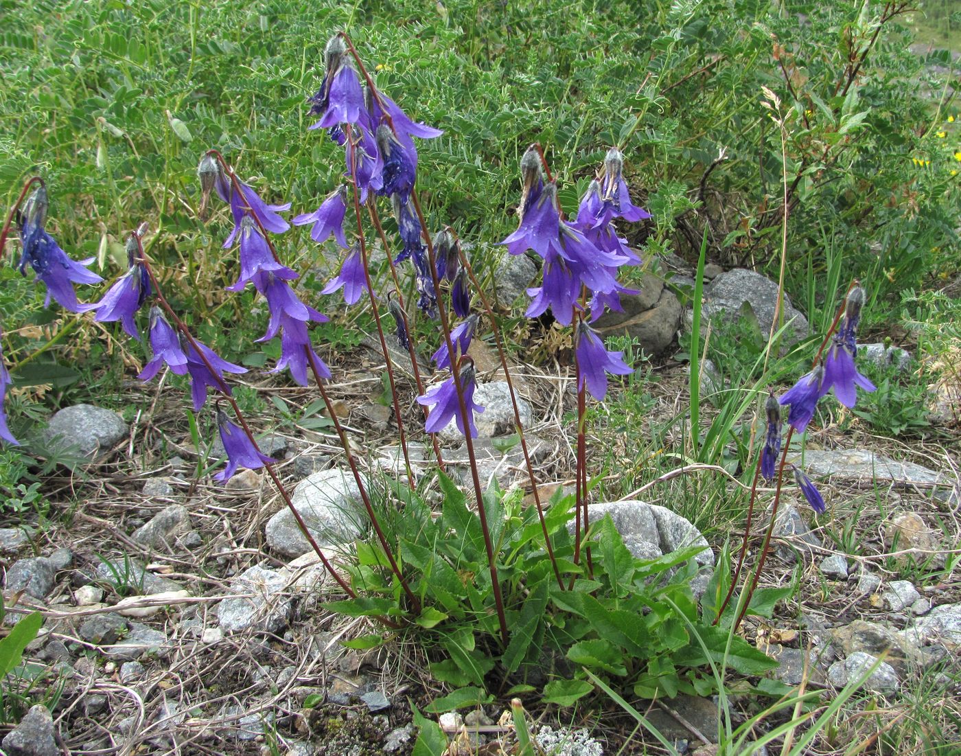 Изображение особи род Campanula.
