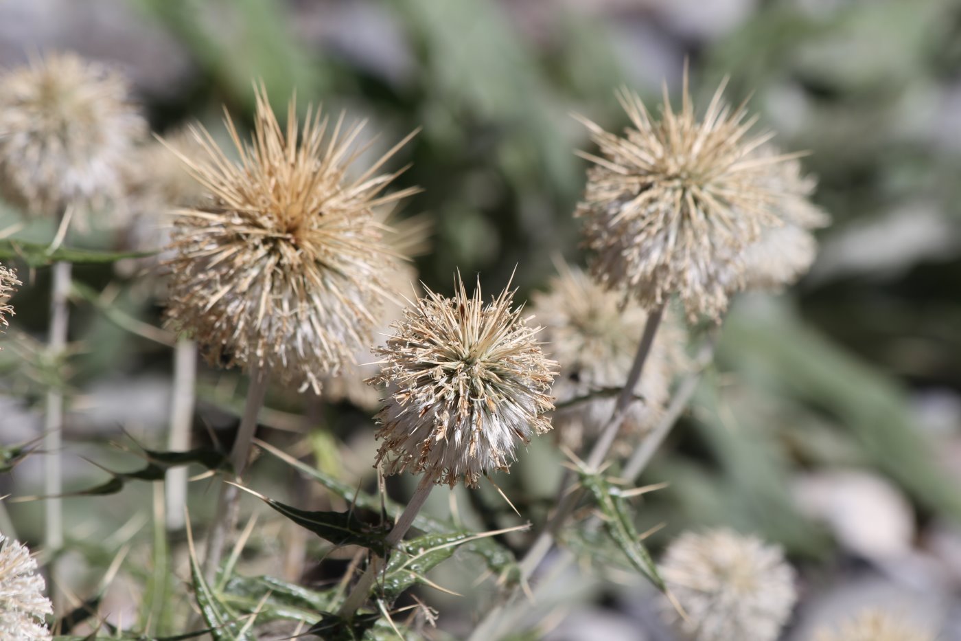 Изображение особи Echinops maracandicus.