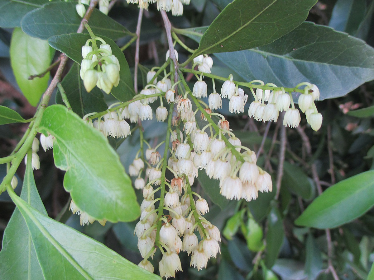 Image of Elaeocarpus obovatus specimen.