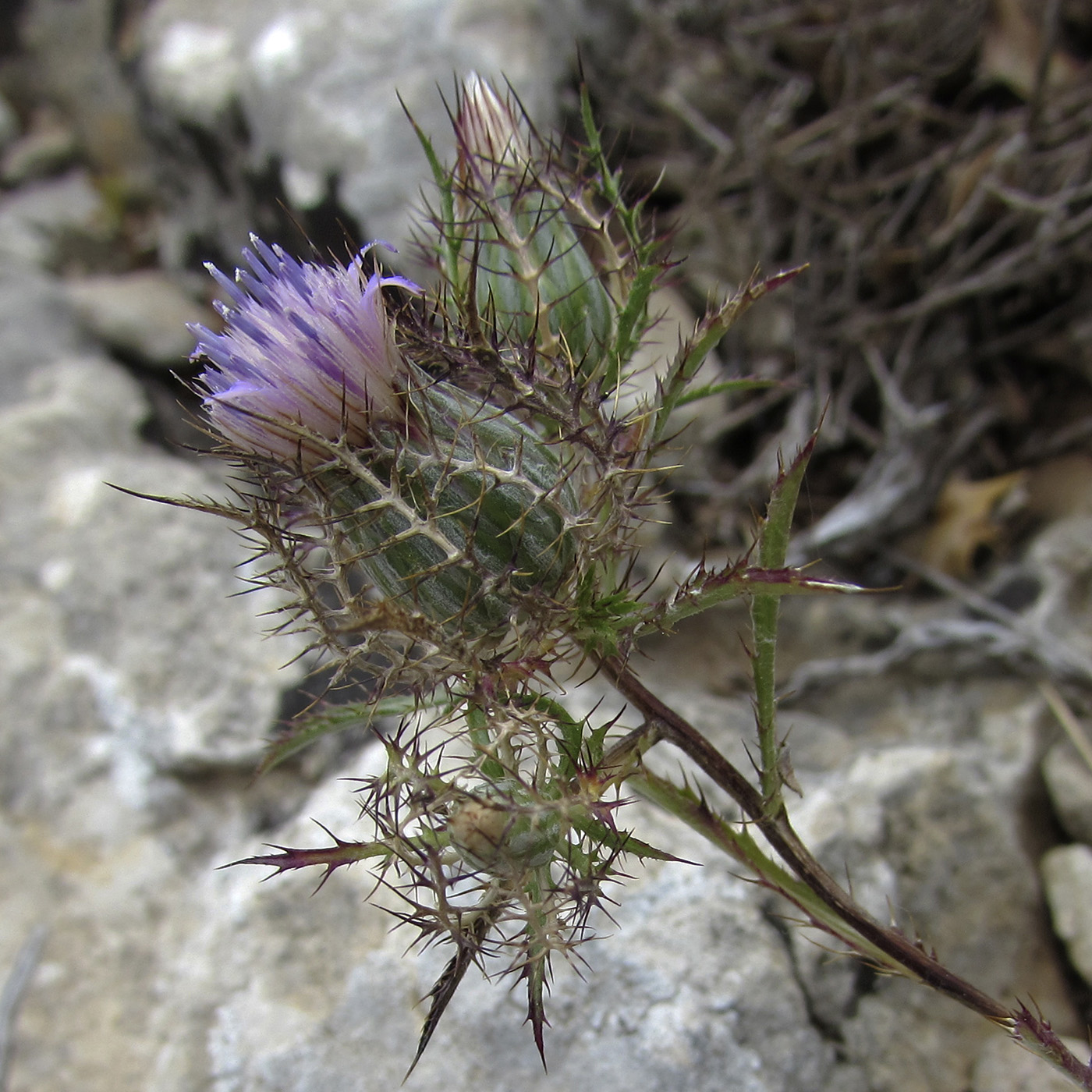 Image of Atractylis cancellata specimen.