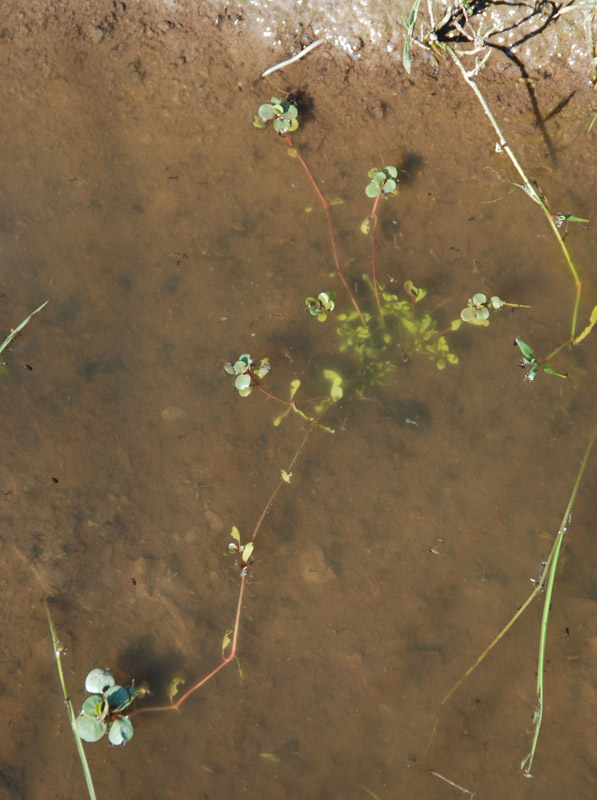 Image of Peplis portula specimen.