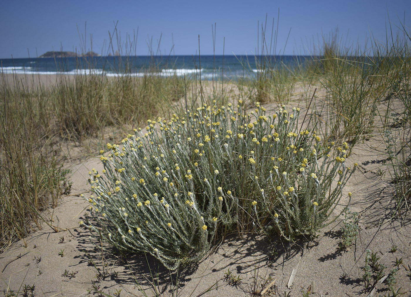 Image of Helichrysum stoechas specimen.