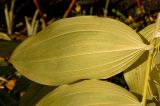 Polygonatum multiflorum