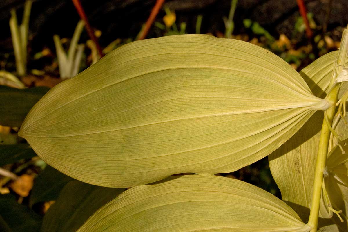 Изображение особи Polygonatum multiflorum.