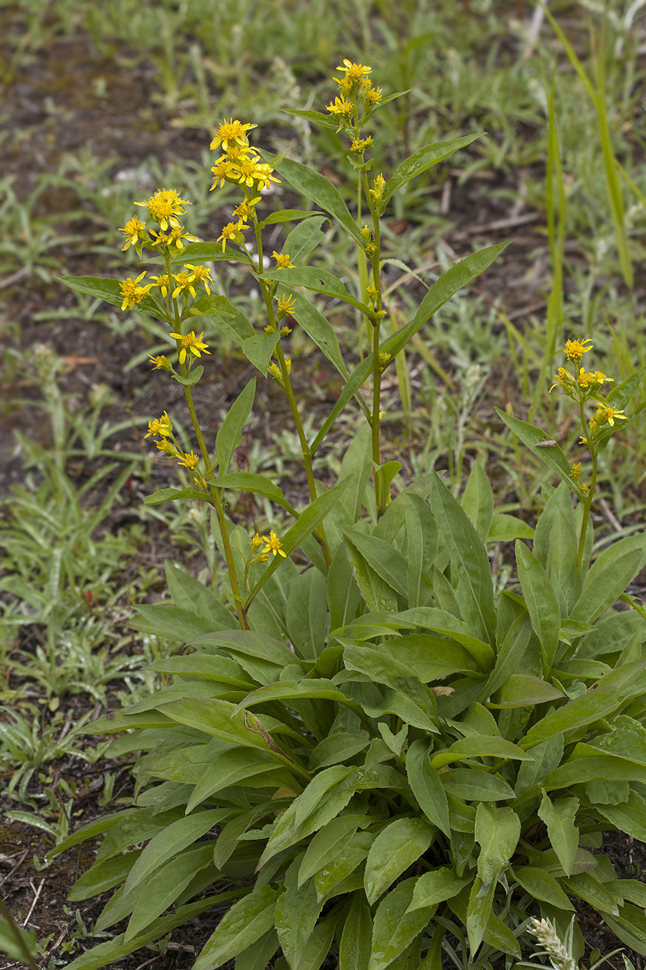 Изображение особи Solidago cuprea.