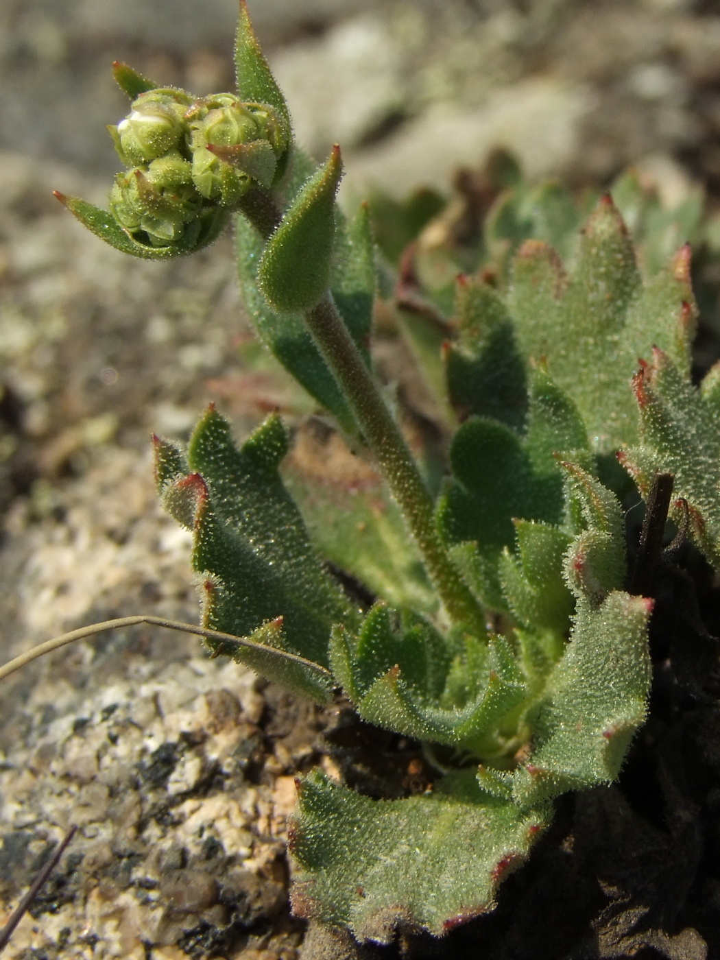 Изображение особи Micranthes punctata.