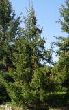 Picea abies