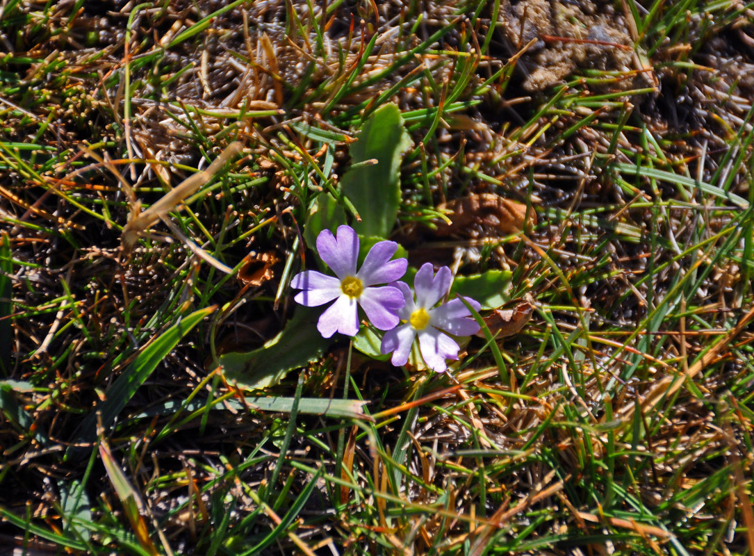 Image of Primula warshenewskiana specimen.