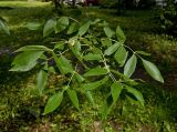 Fraxinus pennsylvanica