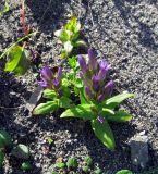 Gentianella acuta