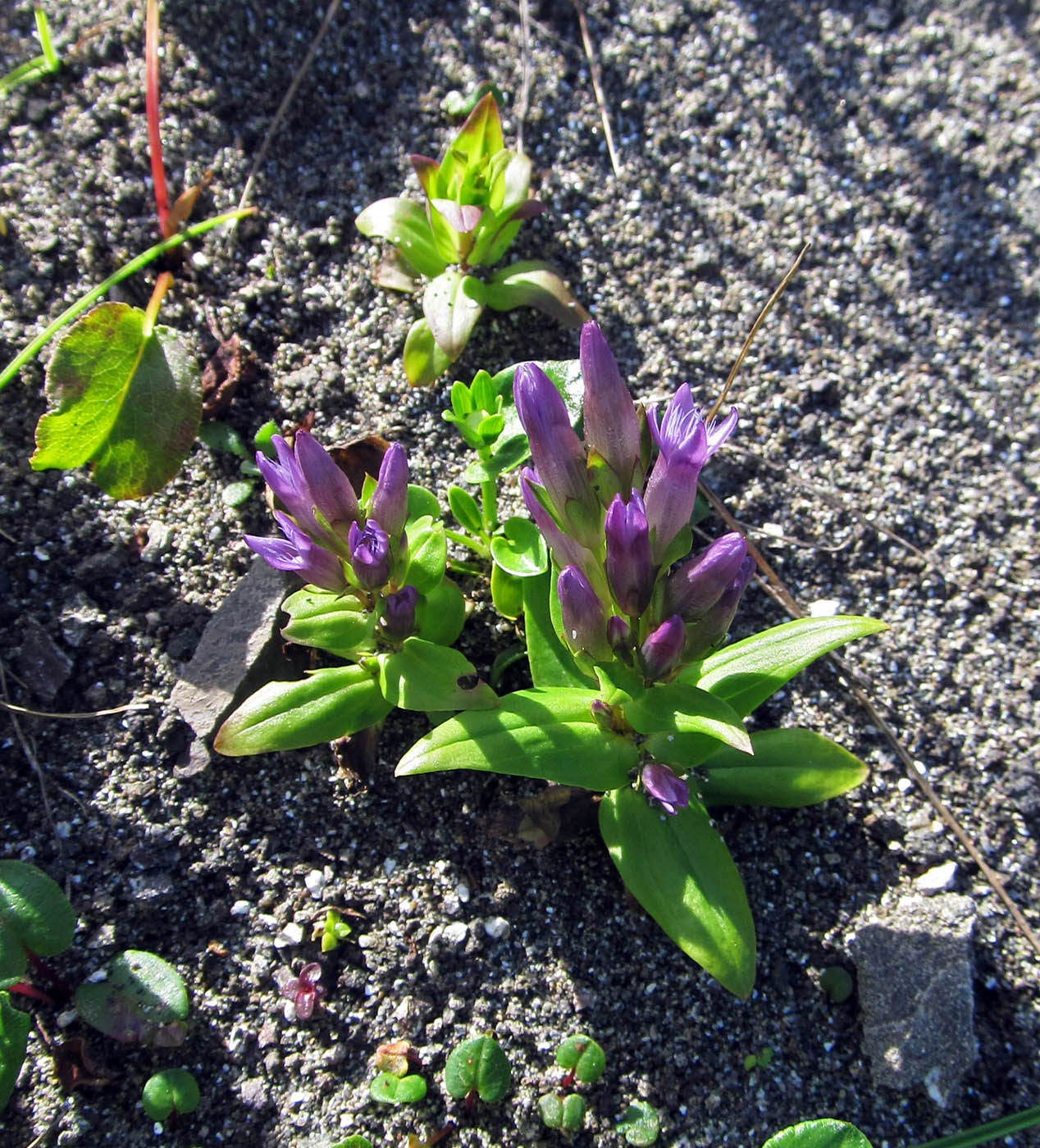 Изображение особи Gentianella acuta.