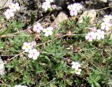 Androsace lehmanniana. Цветущее растение. Южная Якутия, перевал через хр. Западный Янги, около АЯМ. 26.06.2008.
