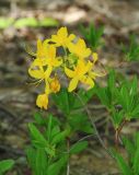 Rhododendron luteum