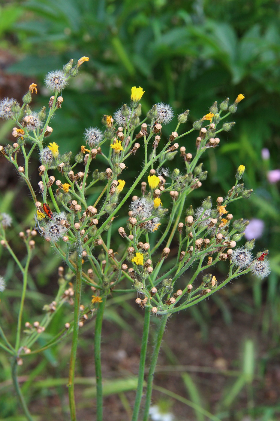 Image of Pilosella × auriculoides specimen.