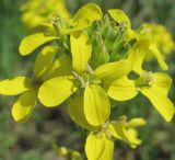 Erysimum cuspidatum