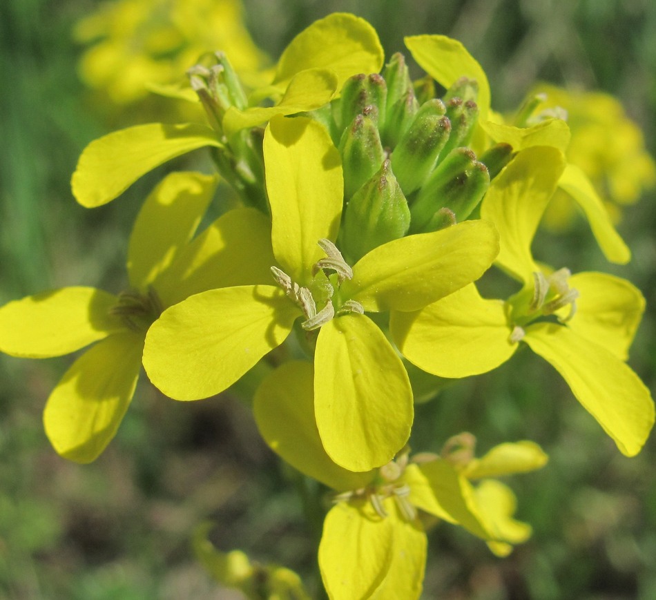 Image of Erysimum cuspidatum specimen.