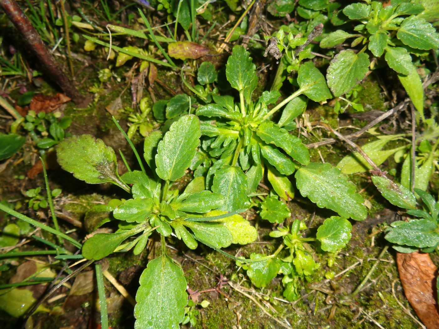 Image of Viola wittrockiana specimen.