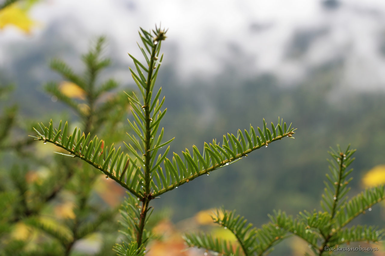 Image of Taxus baccata specimen.