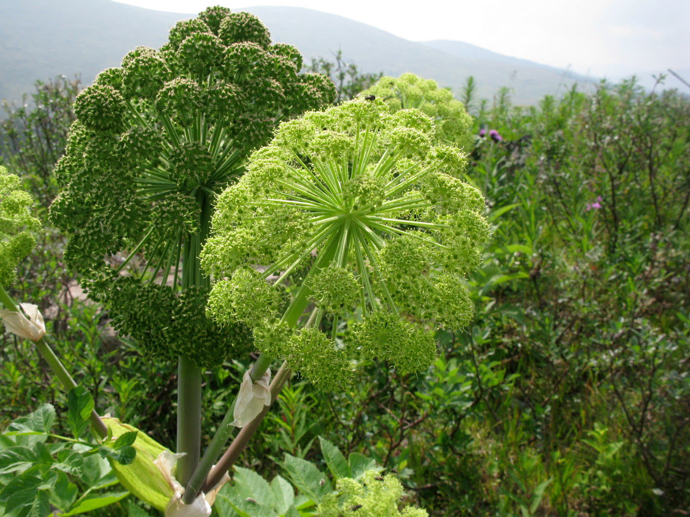 Изображение особи Archangelica sajanensis.