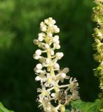 Phytolacca acinosa